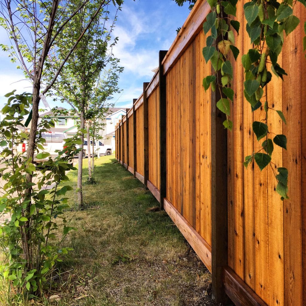 Freshly stained cedar fence